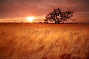 Ilia Shalamaev. Nature Photographer.