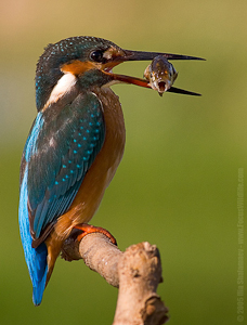 Ilia Shalamaev. Nature Photographer.