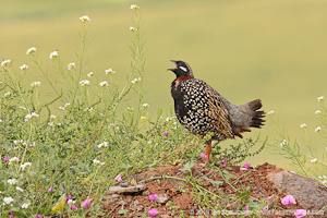 Ilia Shalamaev. Nature Photographer.