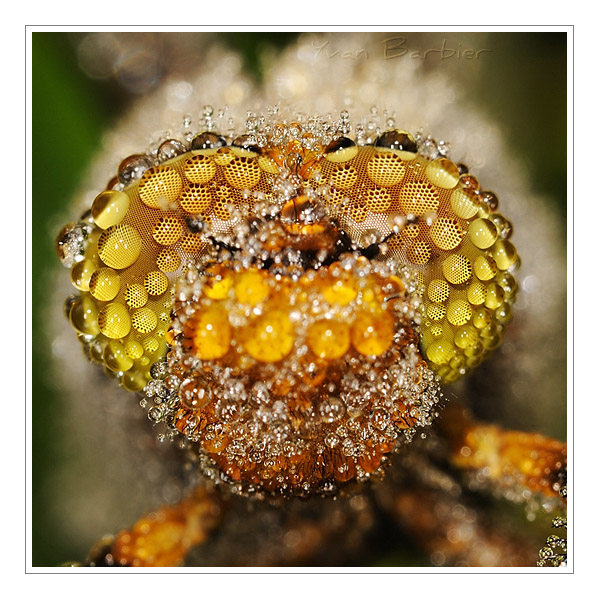 Libellula Depressa by Yvan Barbier