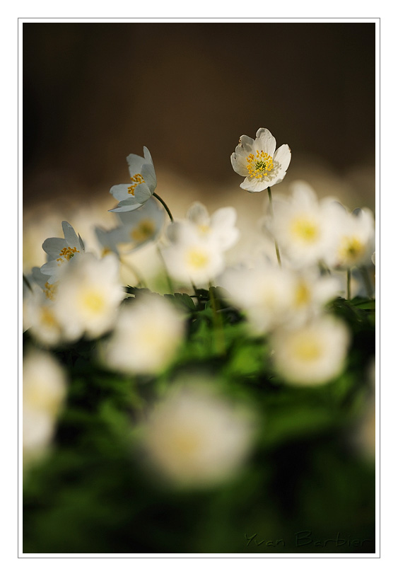 Anemone Nemerosa by Yvan Barbier