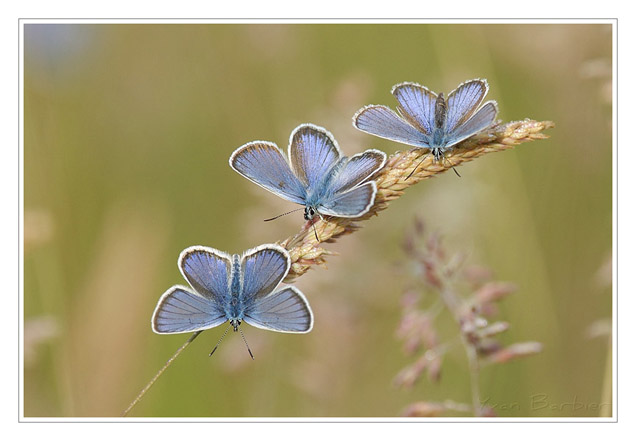 Plebejus Argus by Yvan Barbier