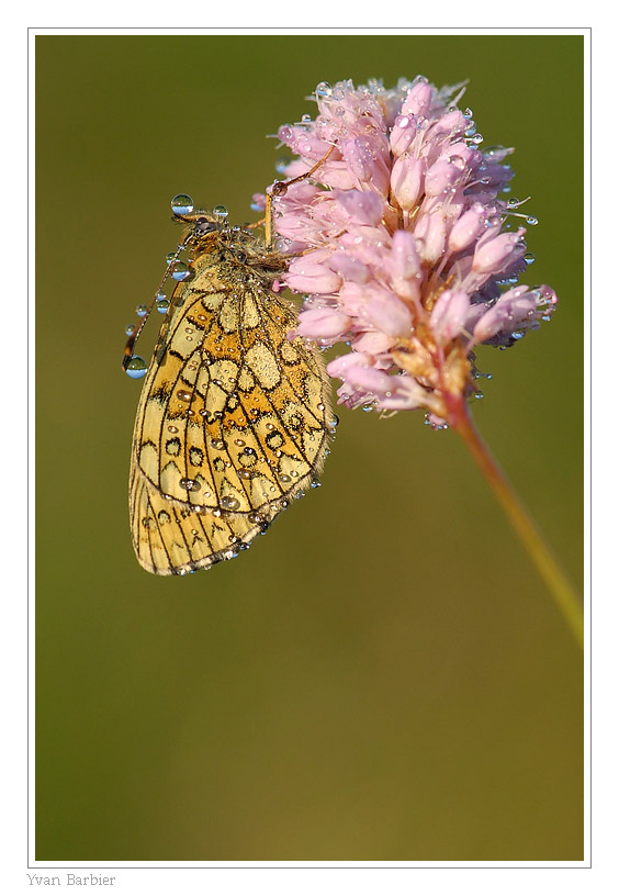 Butterfly by Yvan Barbier