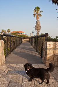 Wishing Bridge. Jaffa, Israel 