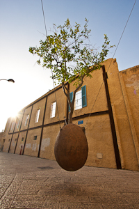 Suspended Tree. Jaffa, Israel