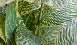 green leafs in color 