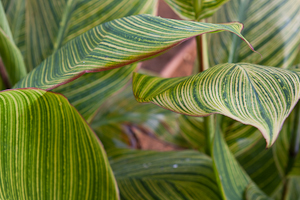 one more example of green leafs before bw conversion 