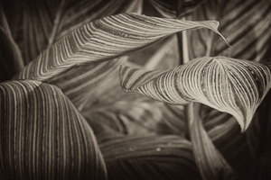  one more example of green leafs after creativ bw conversion and sepia toning