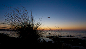 Grass, Bird, and Sea