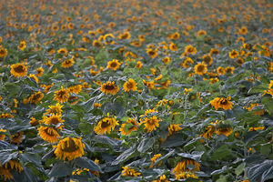 Sunflowers