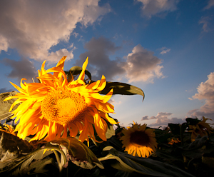 Sunflowers