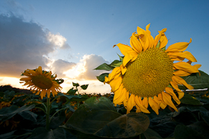 Sunflowers