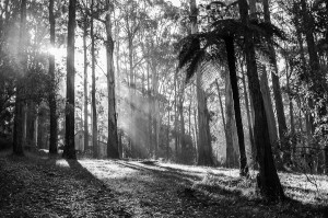 Near Olinda Falls, Victoria, Australia