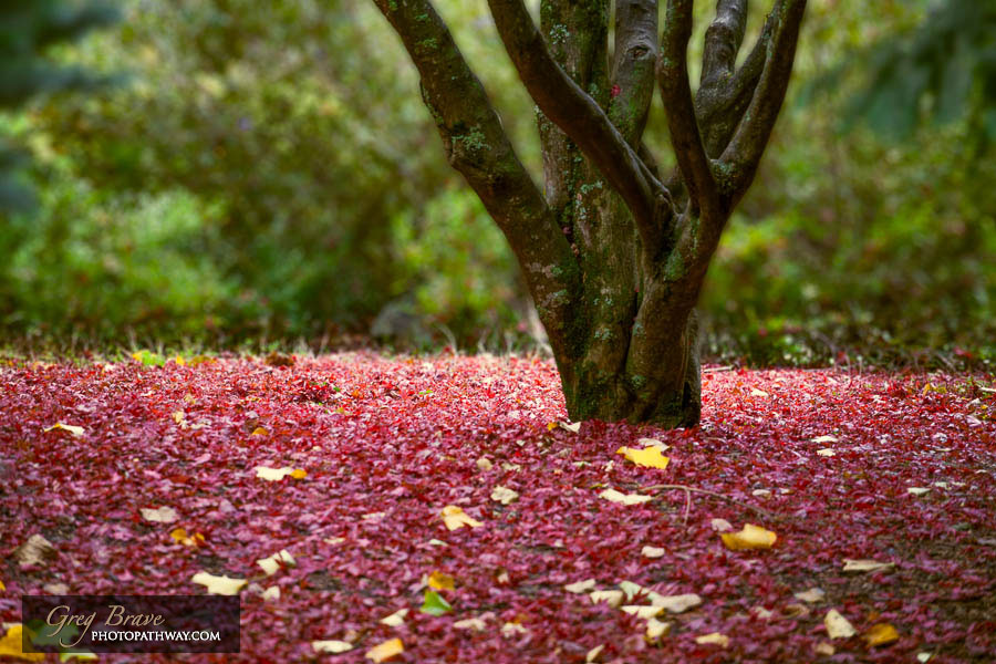 Autumn in National Rhododendron Gardens, Australia 11