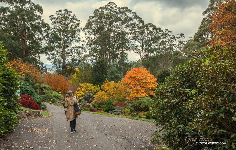 Autumn in National Rhododendron Gardens, Australia 2