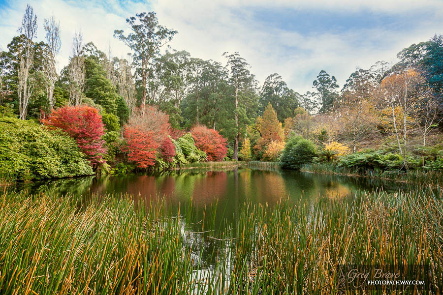 Autumn in National Rhododendron Gardens, Australia 5