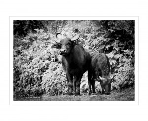 Nepal Scenery in B&W