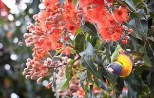 blossoming eucalyptuses