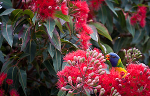 blossoming eucalyptuses