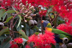 blossoming eucalyptuses