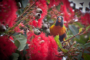 blossoming eucalyptuses