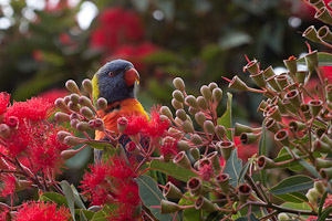 blossoming eucalyptuses