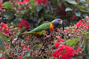 blossoming eucalyptuses