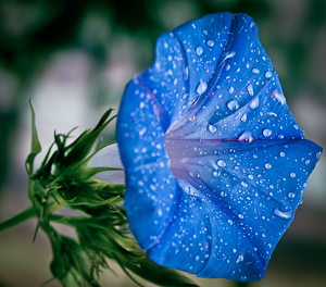 Flower. Macro Photography