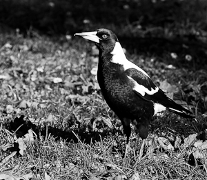 Australian Magpie