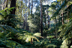 Dandenong Ranges Forest