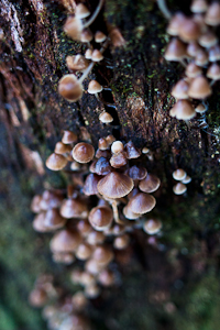 Mushrooms Growing On Eucalyptus 2
