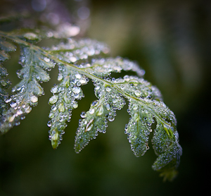 Waterdrops