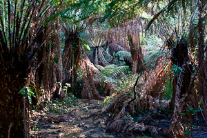 Dandenong Ranges Forest