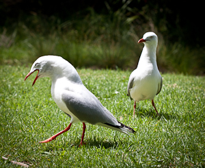 Wilson Promontory, Australia