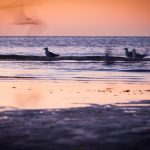 Seagulls in blurred motion on seashore at sunset