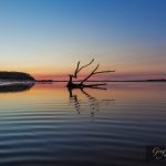 Beautiful piece of driftwood reflecting in the water at sunrise. Snowy River mouth, Victoria, Australia
