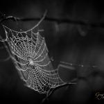 Spider web with dew drops macro in black and white