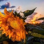 Closeup of sunflower in the field facing away from the setting sun