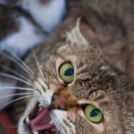 Ferocious domestic cat showing teeth in attack