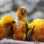 Three Sun Conure parrots sitting on a brang and communicating with each other.