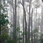 Australian Eucalyptus Rainforest in the morning mist.