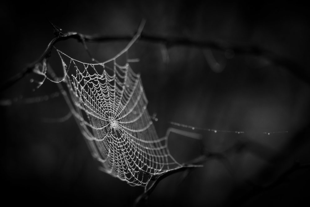 The spider web (cobweb) background