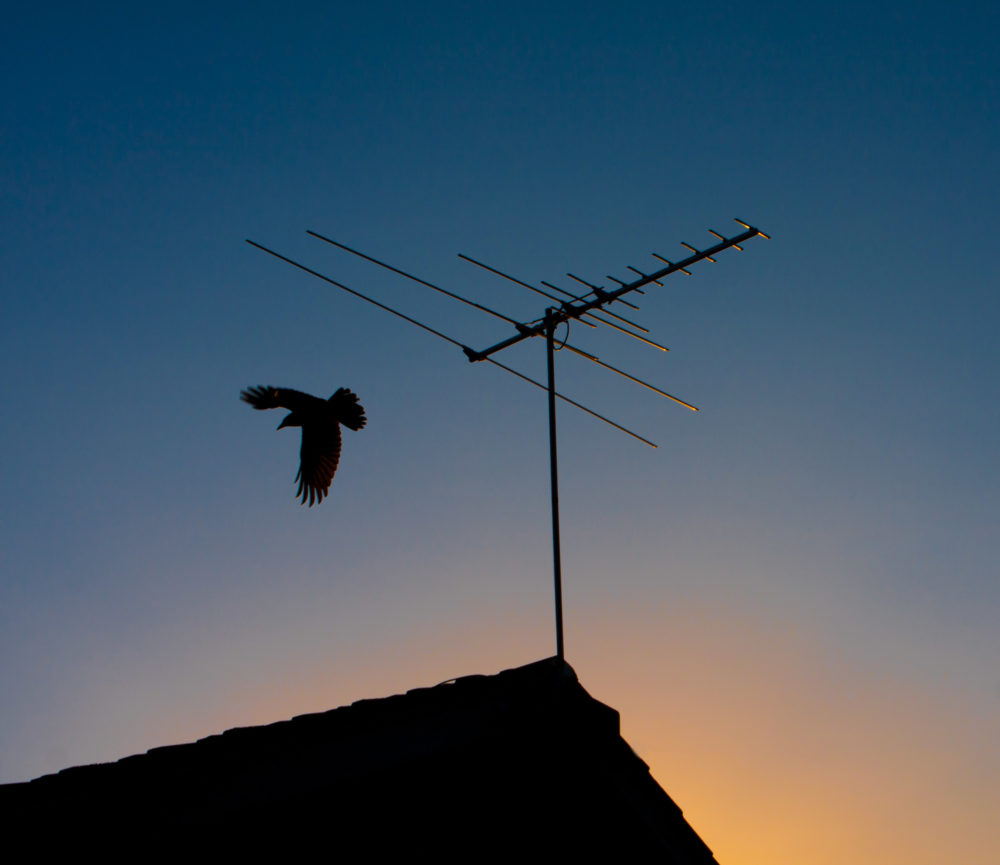 Bird silhouette flying off TV antenna at sunset