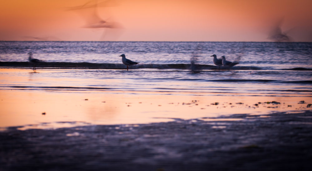 Seagulls silhouettes in shallow low tide ocean water at sunset