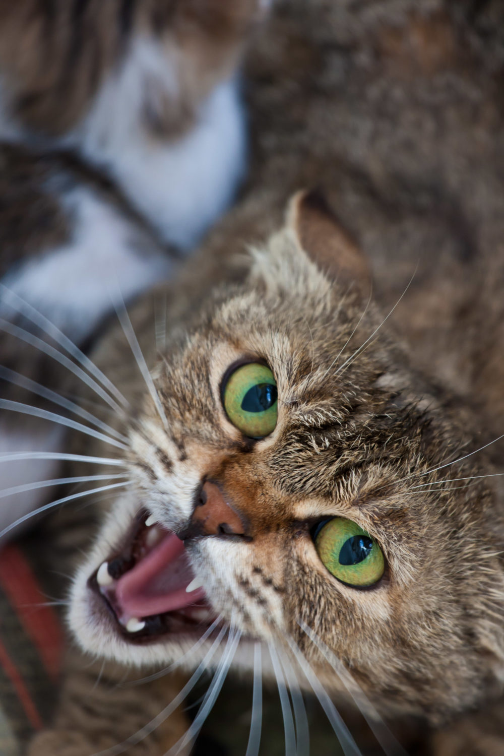 Ferocious domestic cat with open mouth Photo Pathway
