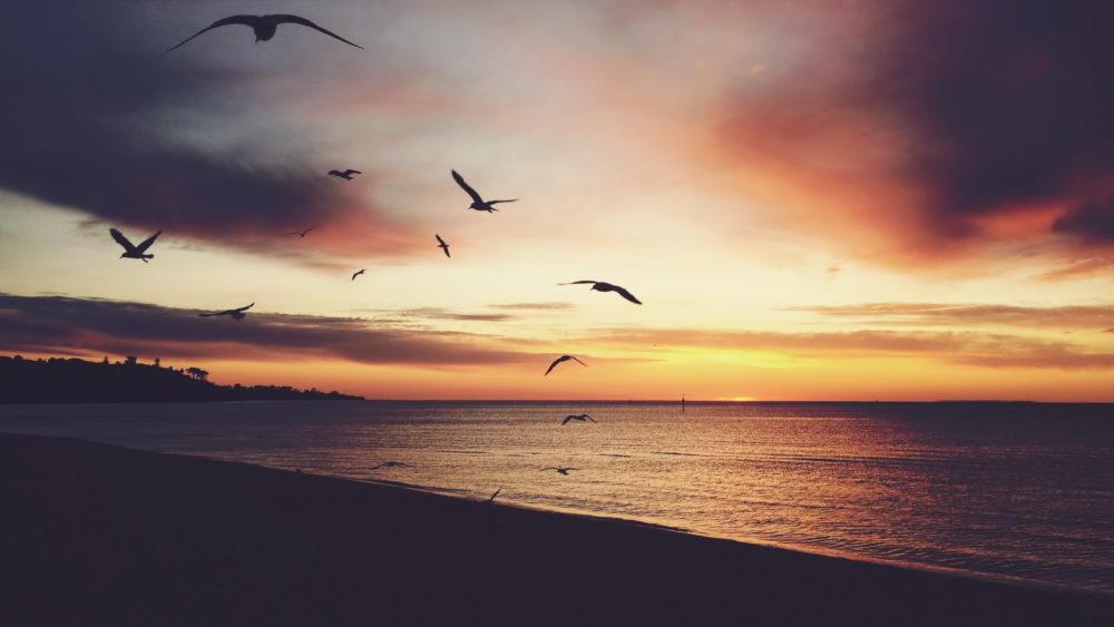 Zen like vintage sunset on a beach with flying seagulls silhouettes. Romantic and tranquil scene