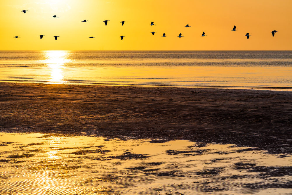 Silhouettes of flock of geese flying across orange sky at sunset above ocean water, Victoria, Australia