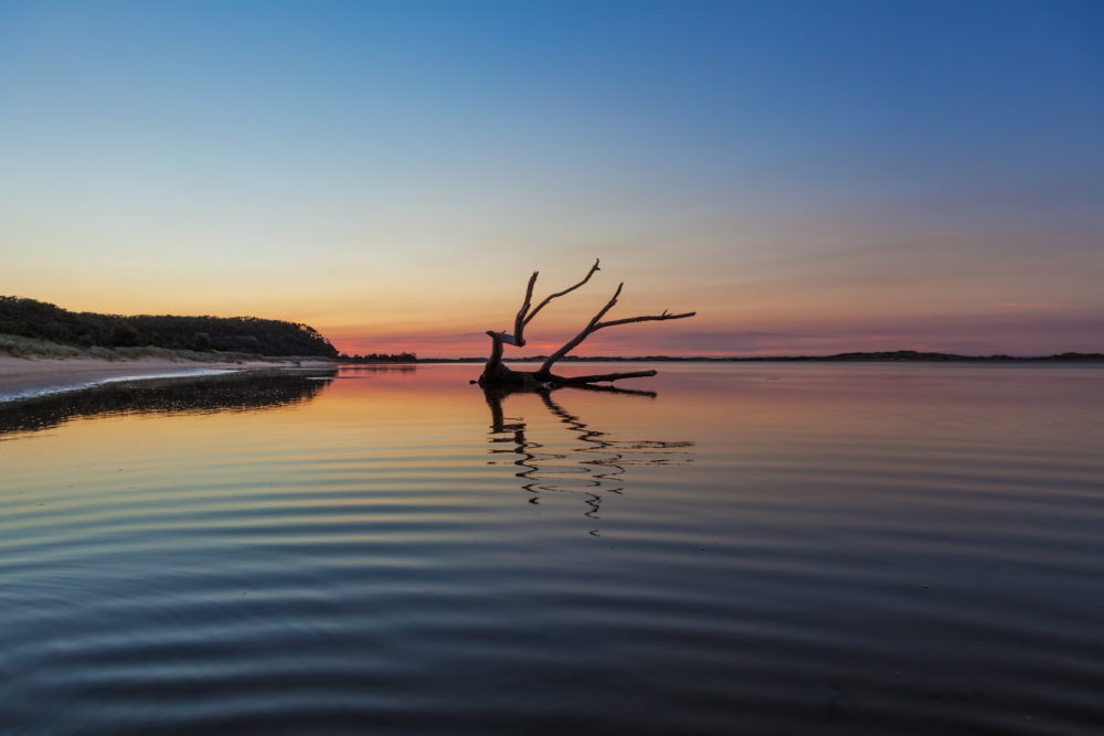 Beautiful piece of driftwood reflecting in the water at sunrise. Snowy River mouth, Victoria, Australia